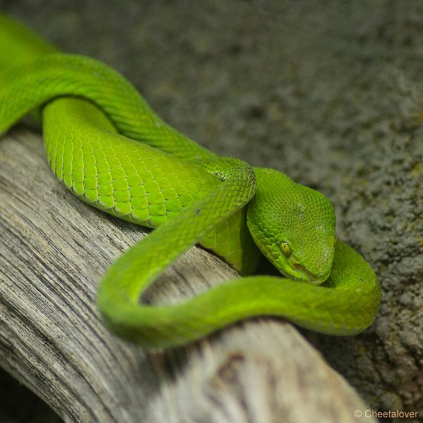 _DSC5866.JPG - Groene Boompython