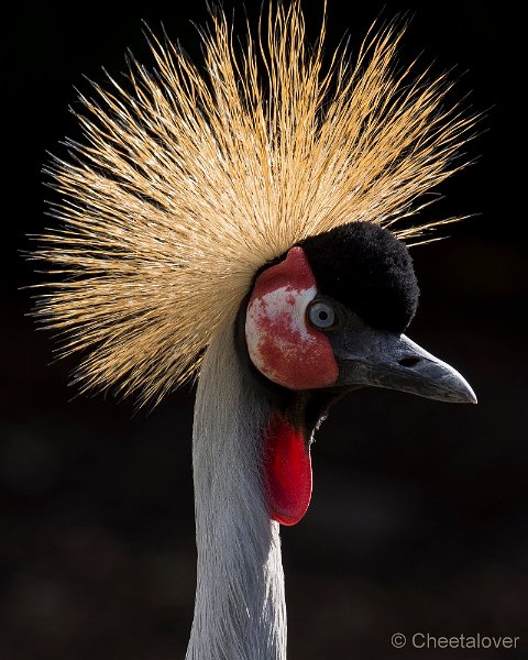 _DSC5956.JPG - Kroonkraanvogel