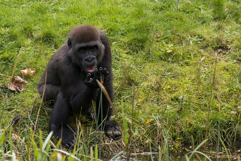 _DSC7703.JPG - Laaglandgorilla