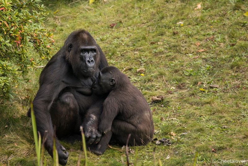 _DSC7714.JPG - Laaglandgorilla