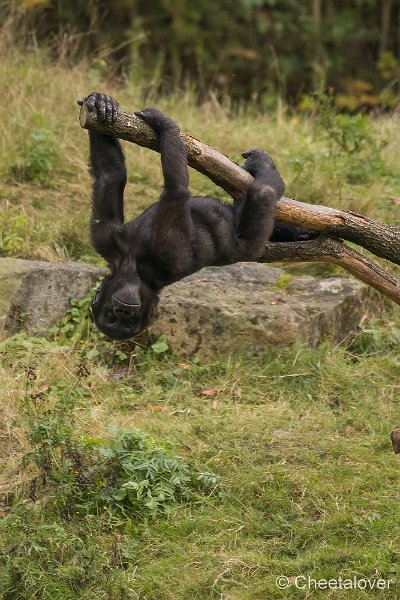 _DSC7724.JPG - Laaglandgorilla