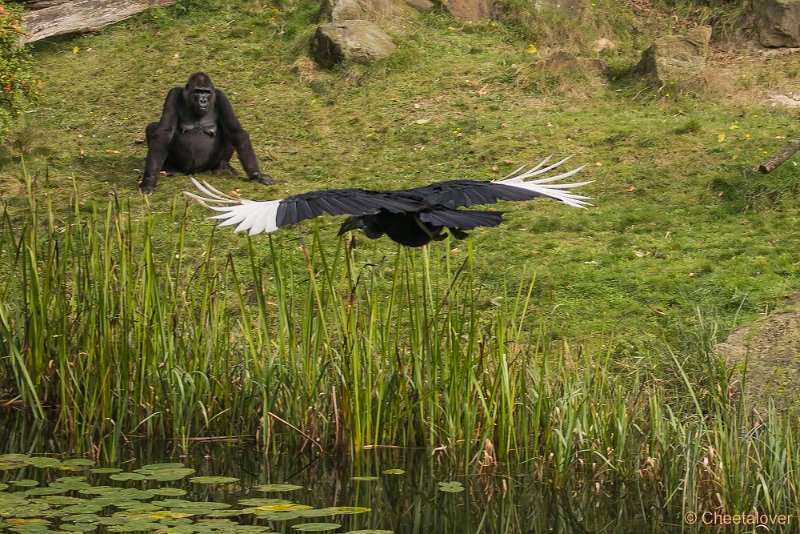 _DSC7763.JPG - Laaglandgorilla