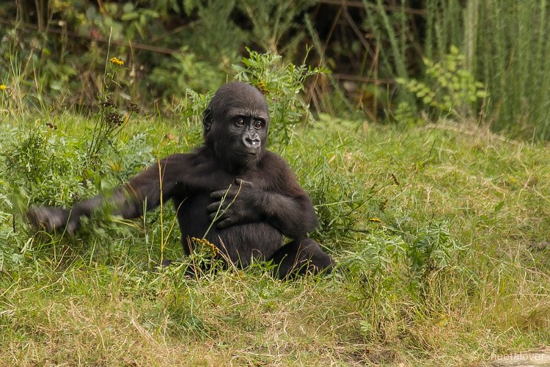 _DSC7775.JPG - Laaglandgorilla