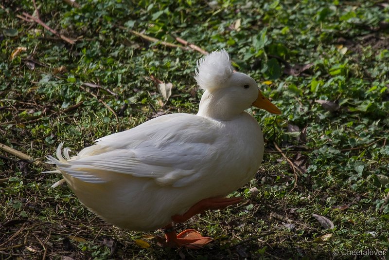 _DSC8841.JPG - Kasteelpark Born