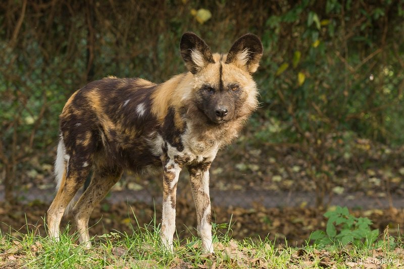 _DSC9634.JPG - Afrikaanse Wilde Hond