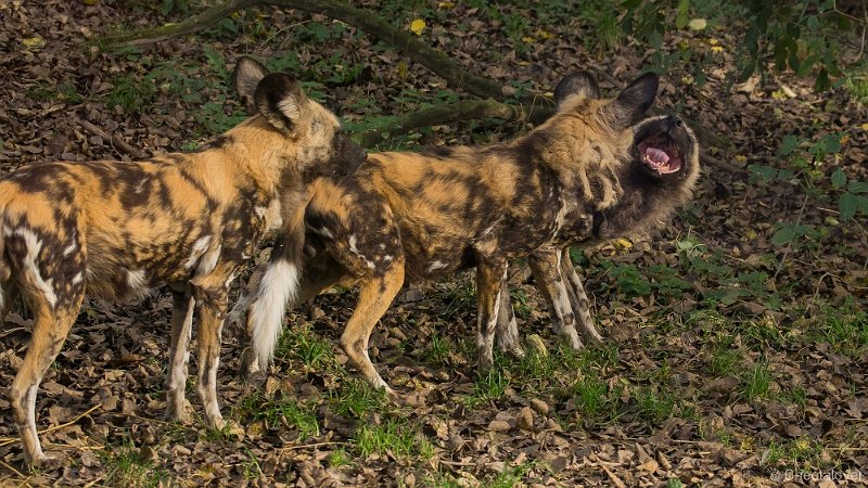 _DSC9655.JPG - Afrikaanse Wilde Hond