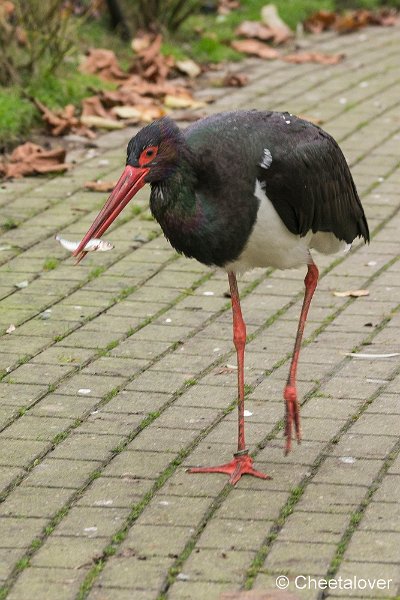 _DSC0451.JPG - Zwarte Ooievaar