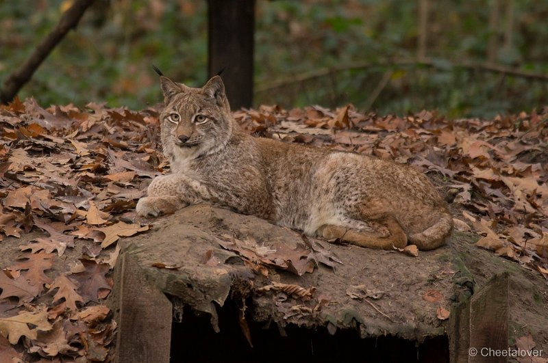 _DSC0728.JPG - Lynx