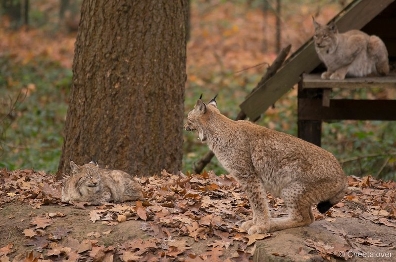 _DSC0730.JPG - Lynx