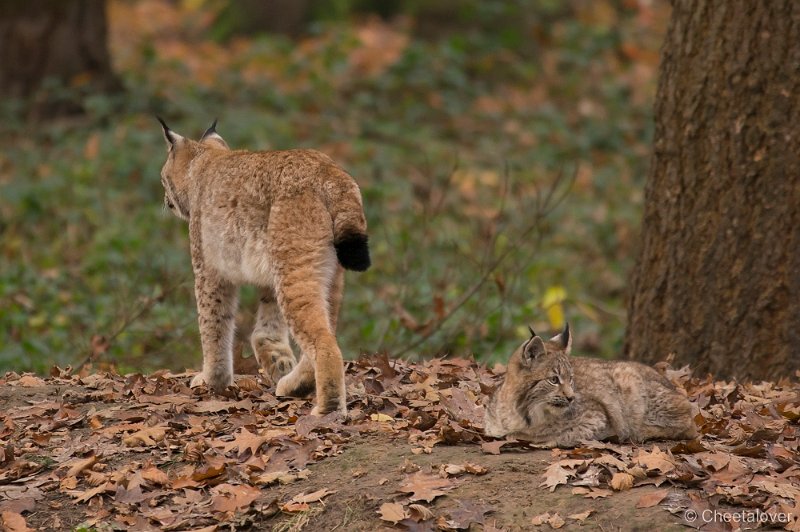 _DSC0734.JPG - Lynx