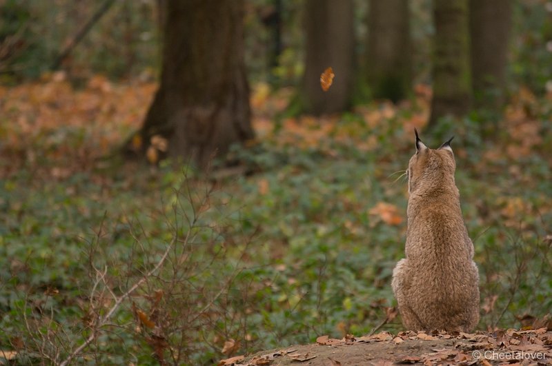 _DSC0737.JPG - Lynx