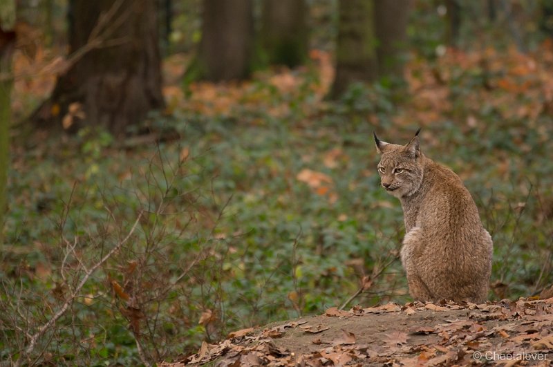 _DSC0739.JPG - Lynx