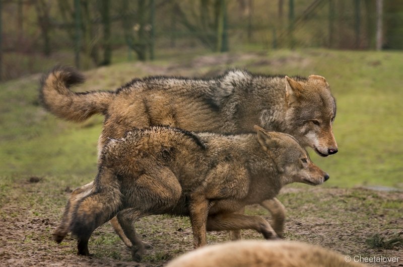_DSC2169.JPG - Wolf