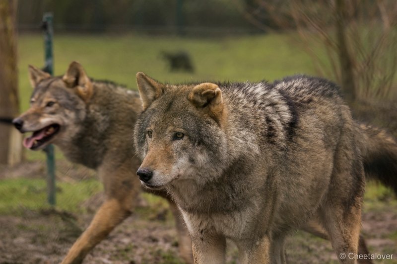 _DSC2170.JPG - Wolf