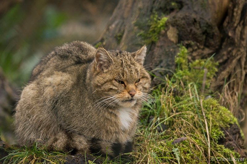 _DSC2192.JPG - Europese Wilde Kat