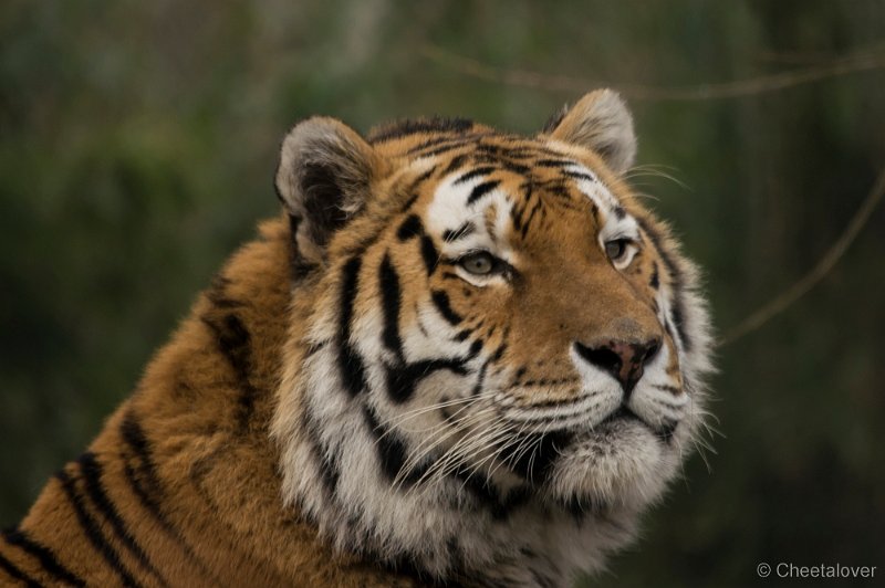 _DSC2311.JPG - Siberische Tijger