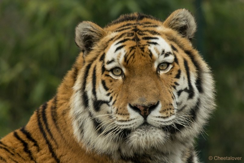 _DSC2318.JPG - Siberische Tijger