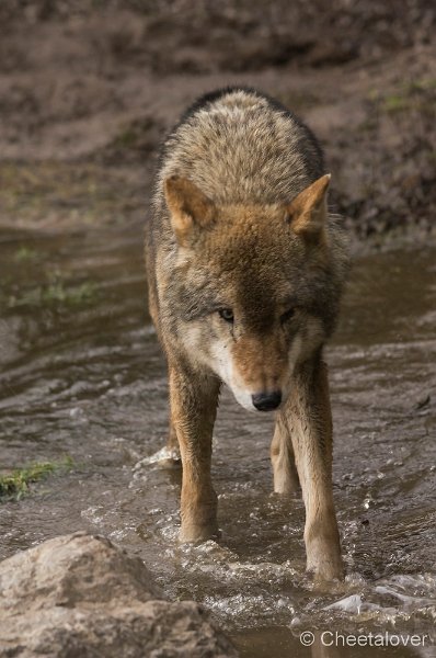 _DSC2327.JPG - Wolf
