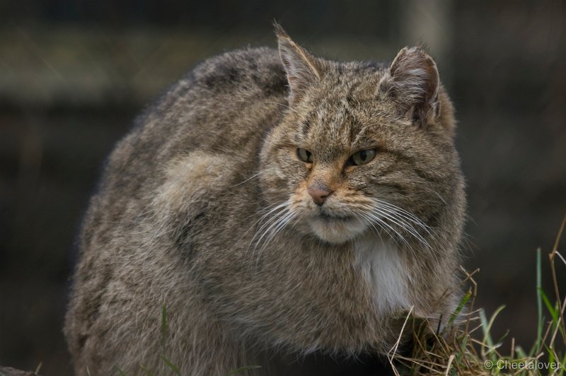_DSC2336.JPG - Europese Wilde Kat