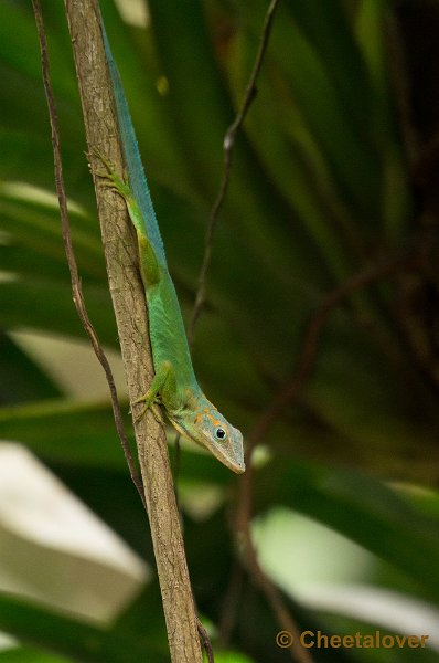 _DSC2723.JPG - Soort Salamander