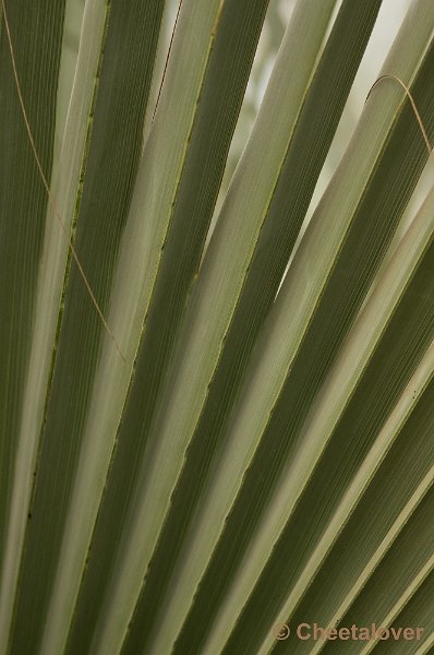 _DSC2791.JPG - Burger's Desert