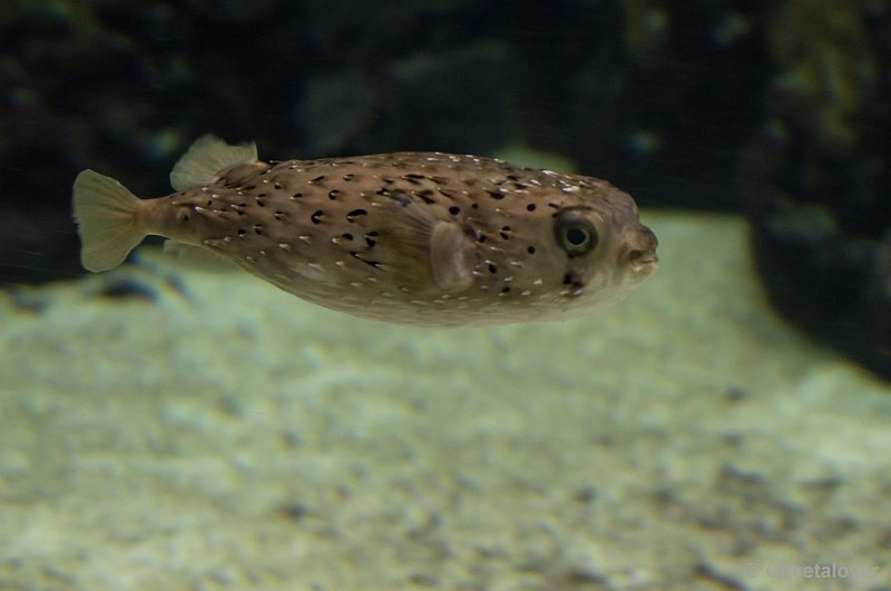 _DSC2813.JPG - Burger's Ocean