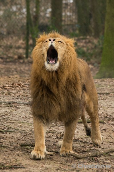 _DSC2926.JPG - Leeuw
