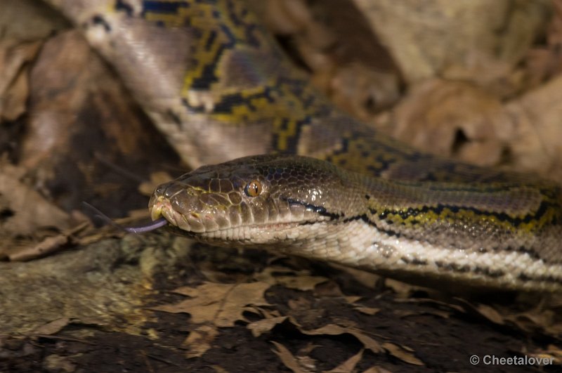 _DSC3044.JPG - Python