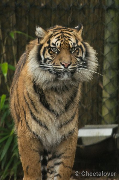 _DSC3119.JPG - Sumatraanse Tijger