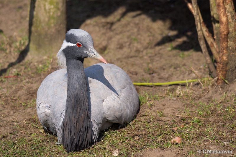 _DSC5122.JPG - Jufferkraanvogel