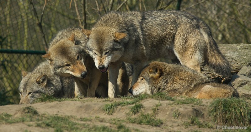 _DSC5336.JPG - Wolf