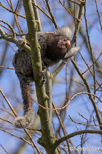 _DSC5374.JPG - Witoorpenseelaapje