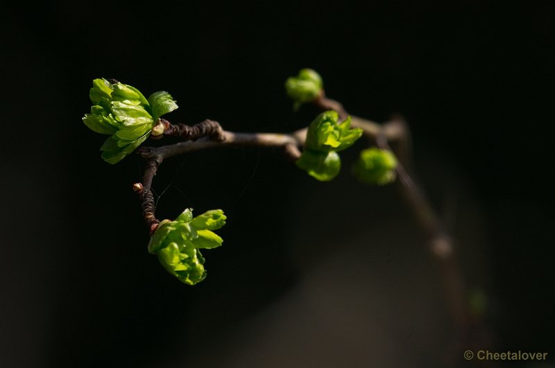 _DSC5410.JPG - Lente