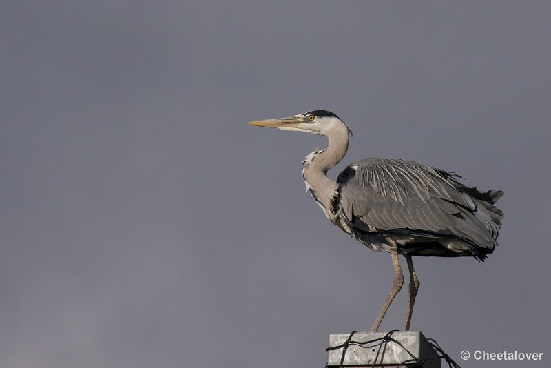 _DSC6915.JPG - Blauwe Reiger