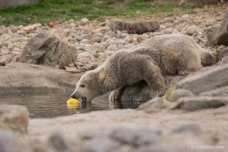 _DSC7064.JPG - 'Een appeltje voor de dorst maar kan er niet niet bij'