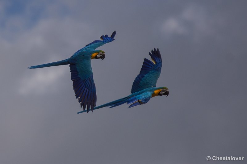 _DSC7273.JPG - Blauwe Ara