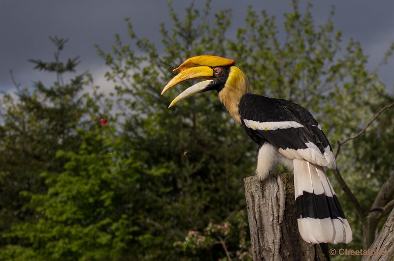 _DSC7368.JPG - Dubbele Neushoornvogel