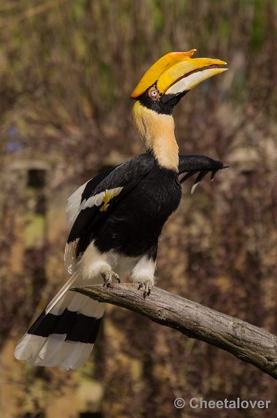 _DSC7374.JPG - Dubbele Neushoornvogel