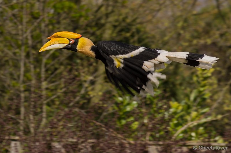 _DSC7384.JPG - Dubbele Neushoornvogel