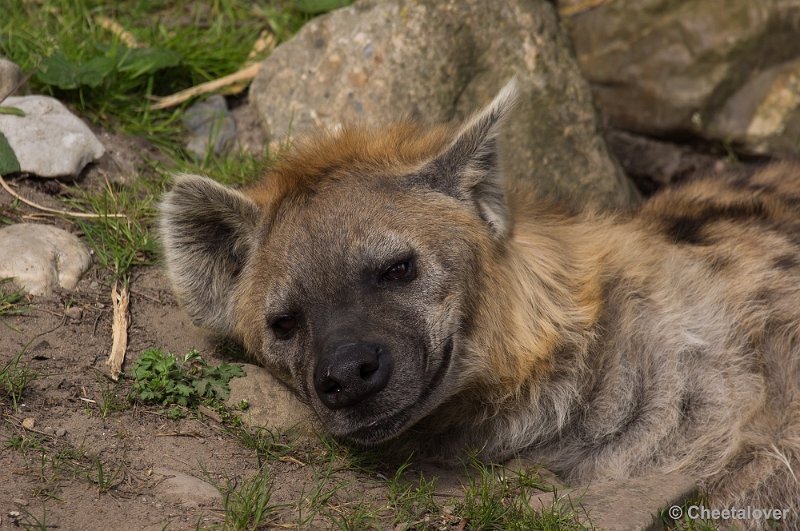 _DSC7464.JPG - Hyena
