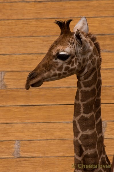 _DSC7483.JPG - Giraffe