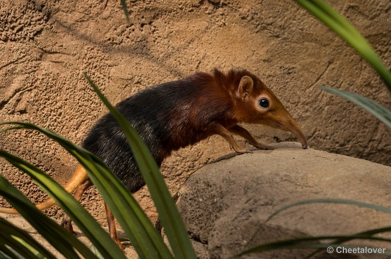 _DSC7523.JPG - Steppenslurfhondje