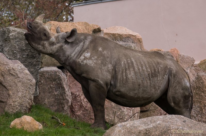 _DSC7529.JPG - Zwarte Neushoorn