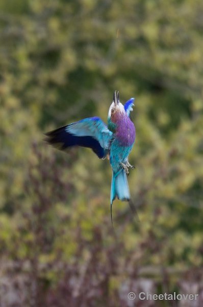_DSC7583.JPG - Vrije Vogelvlucht