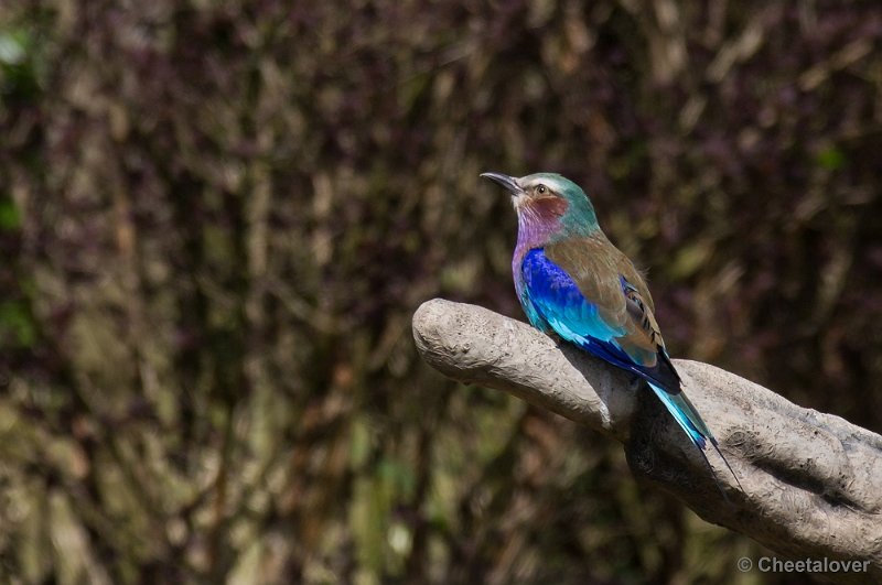 _DSC7584.JPG - Vrije Vogelvlucht