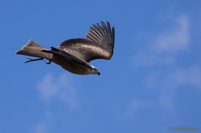 _DSC7653.JPG - Zwarte Wouw