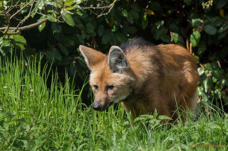 _DSC7685.JPG - Manenwolf