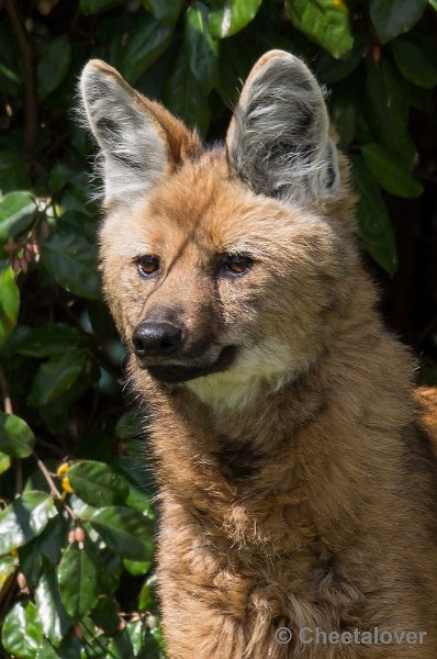 _DSC7704.JPG - Manenwolf