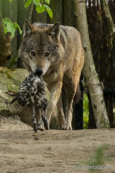 _DSC7800.JPG - Wolf