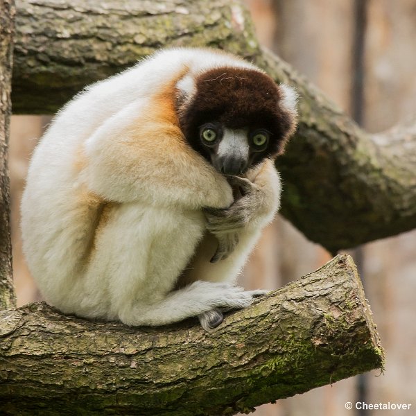 _DSC0749.JPG - Kroonsifaka